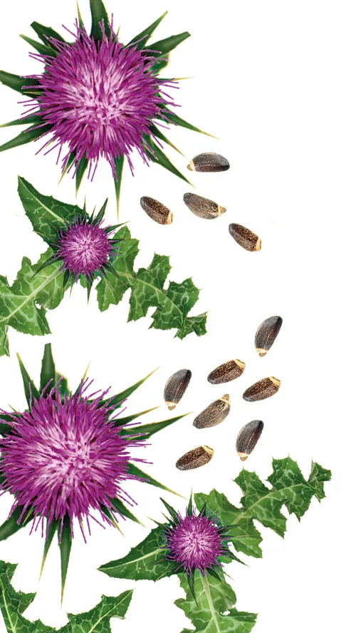 Produktverpackung silymarin-Loges